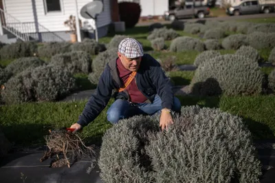 Mark Ponchak, a lavender farmer in McConnellsville, OH on November 6, 2023.